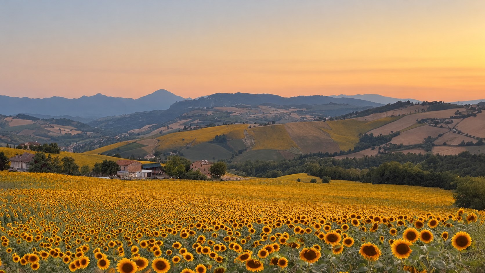 Sonnenblumenfelder und Hügel bei Sopra e Sotto im Abendlicht