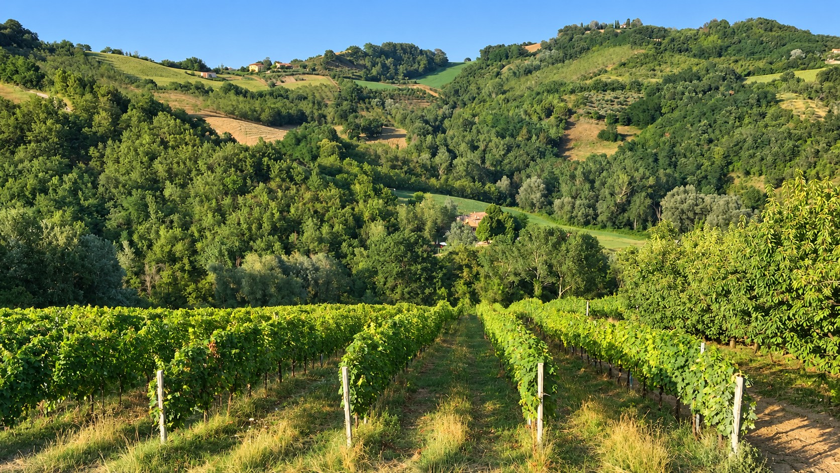 Filari di vite con vista sulle verdi colline attorno a Sopra e Sotto