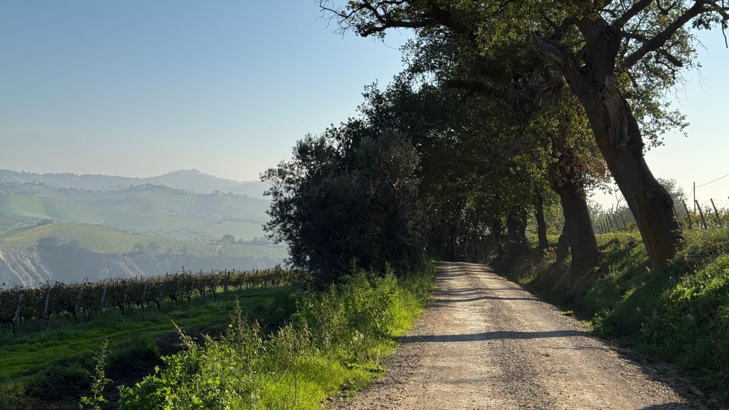 Een landweg tussen wijngaarden en groene heuvels in Le Marche