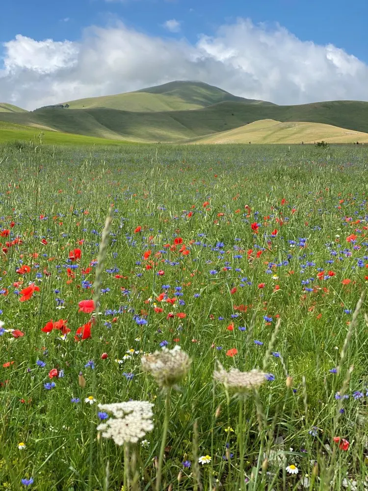 Le Marche